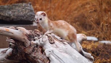 Ermine