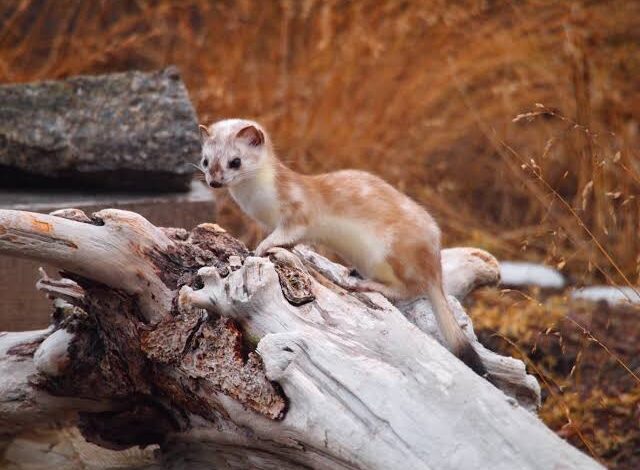 Ermine