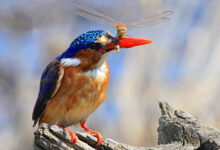 Whistleblew Bird