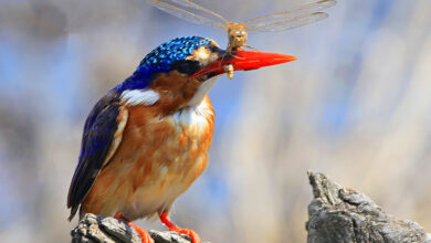 Whistleblew Bird