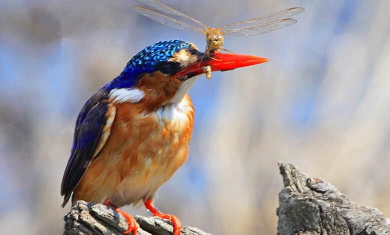 Whistleblew Bird